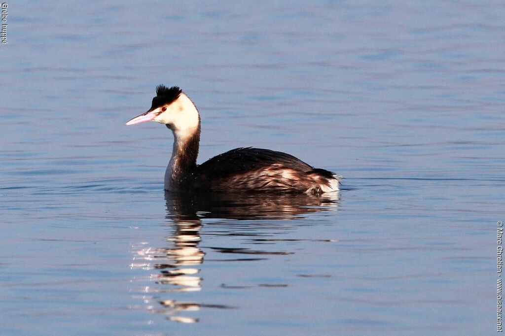 Great Crested Grebeadult