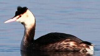 Great Crested Grebe