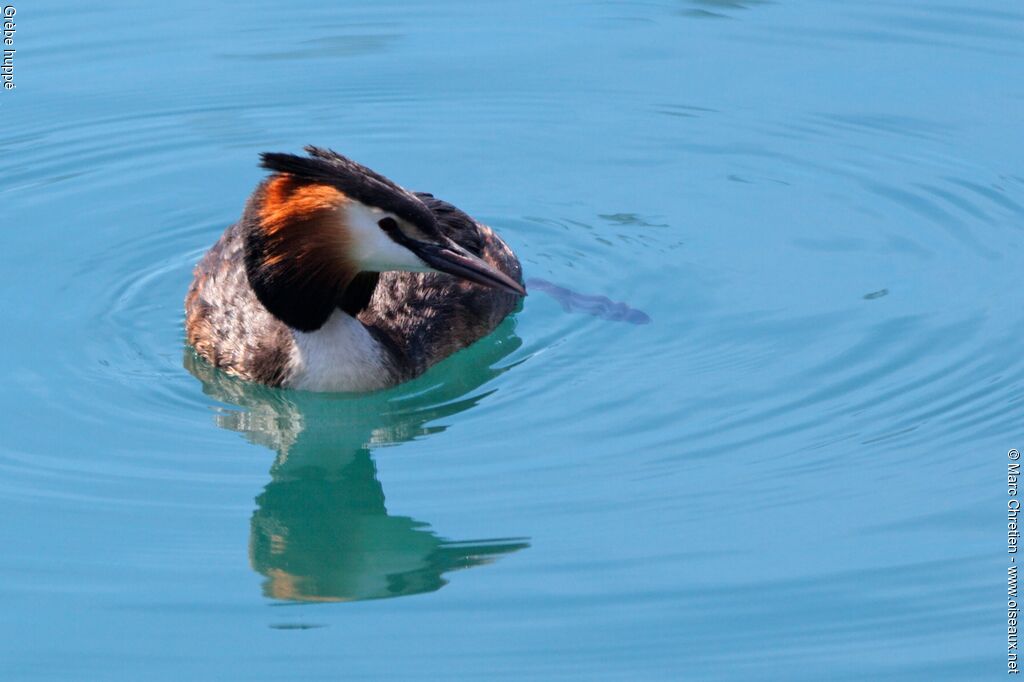 Great Crested Grebeadult