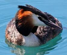 Great Crested Grebe