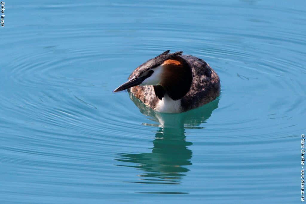 Great Crested Grebe