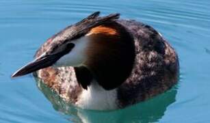 Great Crested Grebe