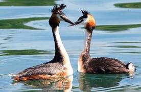 Great Crested Grebe