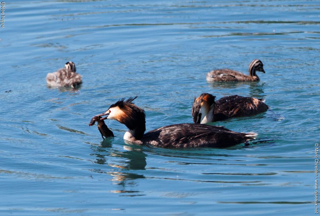 Great Crested Grebe