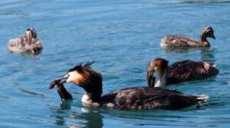 Great Crested Grebe