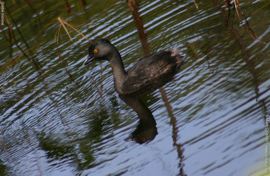 Least Grebe