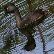 Least Grebe