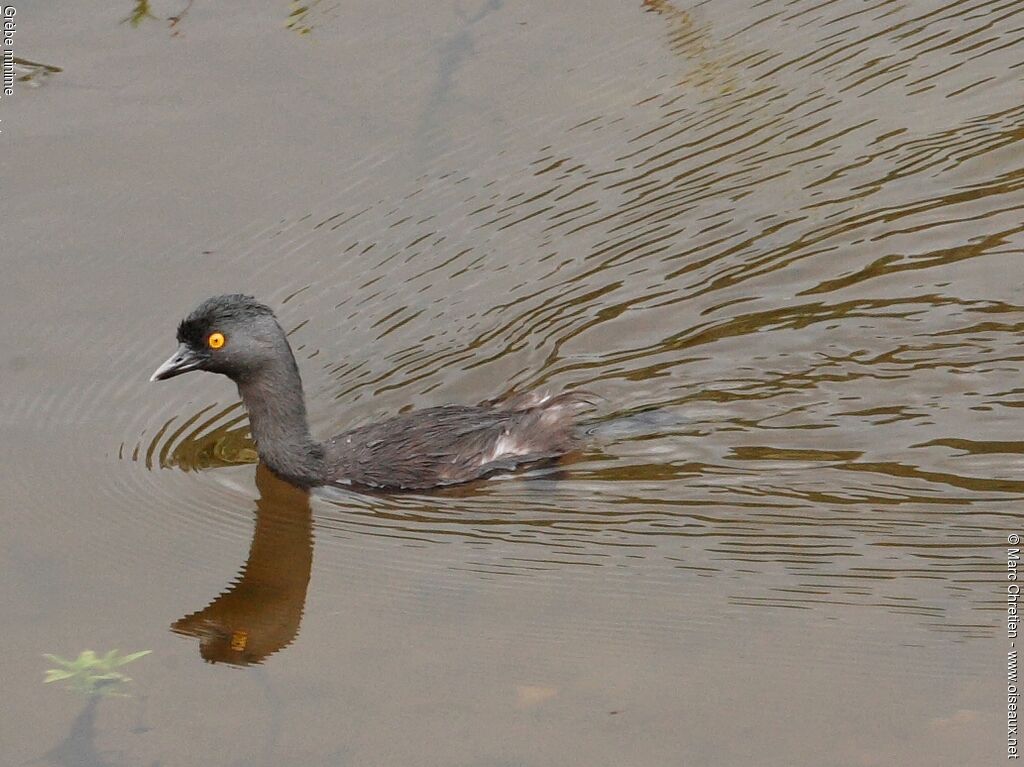 Least Grebe