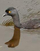 Least Grebe