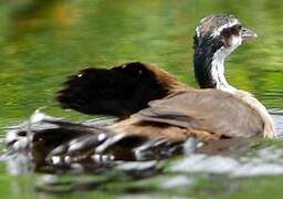 Sungrebe