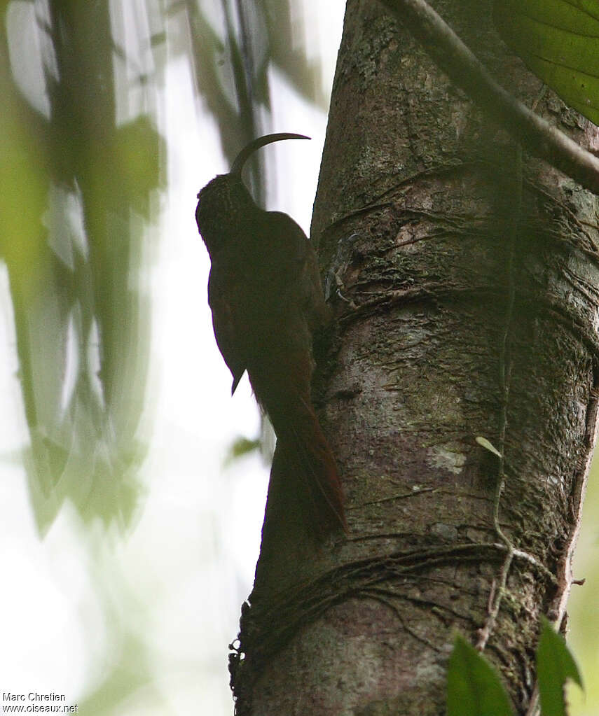 Curve-billed Scythebill, identification