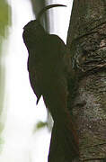 Curve-billed Scythebill