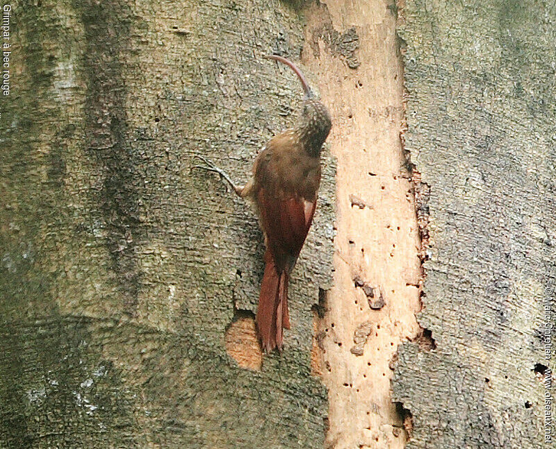 Red-billed Scythebill