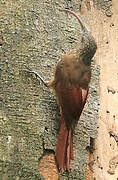 Red-billed Scythebill