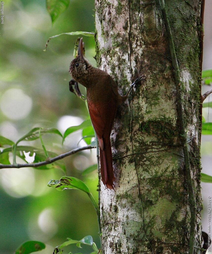 Amazonian Barred Woodcreeper