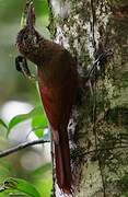 Amazonian Barred Woodcreeper