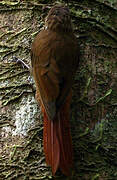 Wedge-billed Woodcreeper