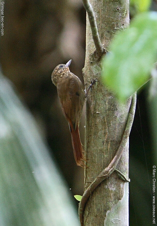 Wedge-billed Woodcreeper