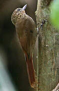 Wedge-billed Woodcreeper