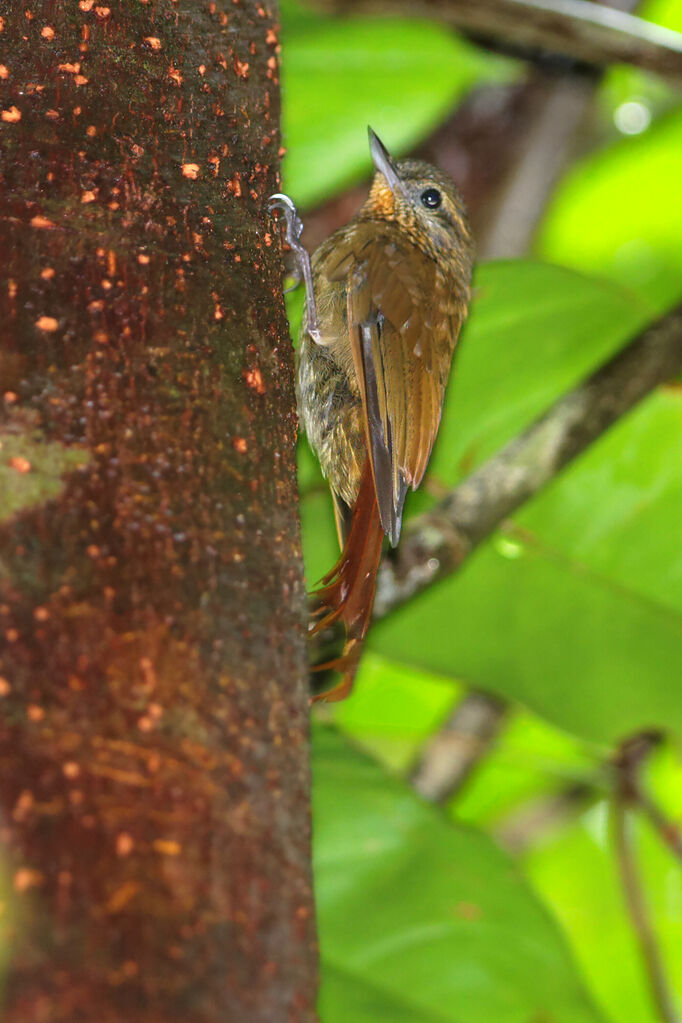 Wedge-billed Woodcreeper