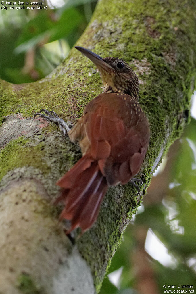 Buff-throated Woodcreeper