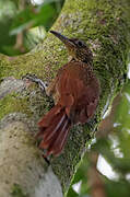 Buff-throated Woodcreeper