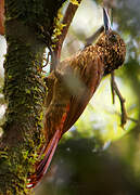 Buff-throated Woodcreeper