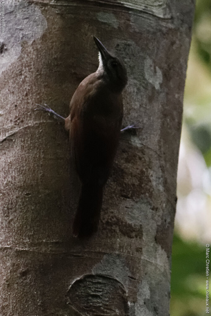 Plain-brown Woodcreeper