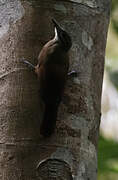 Plain-brown Woodcreeper