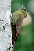 Olivaceous Woodcreeper