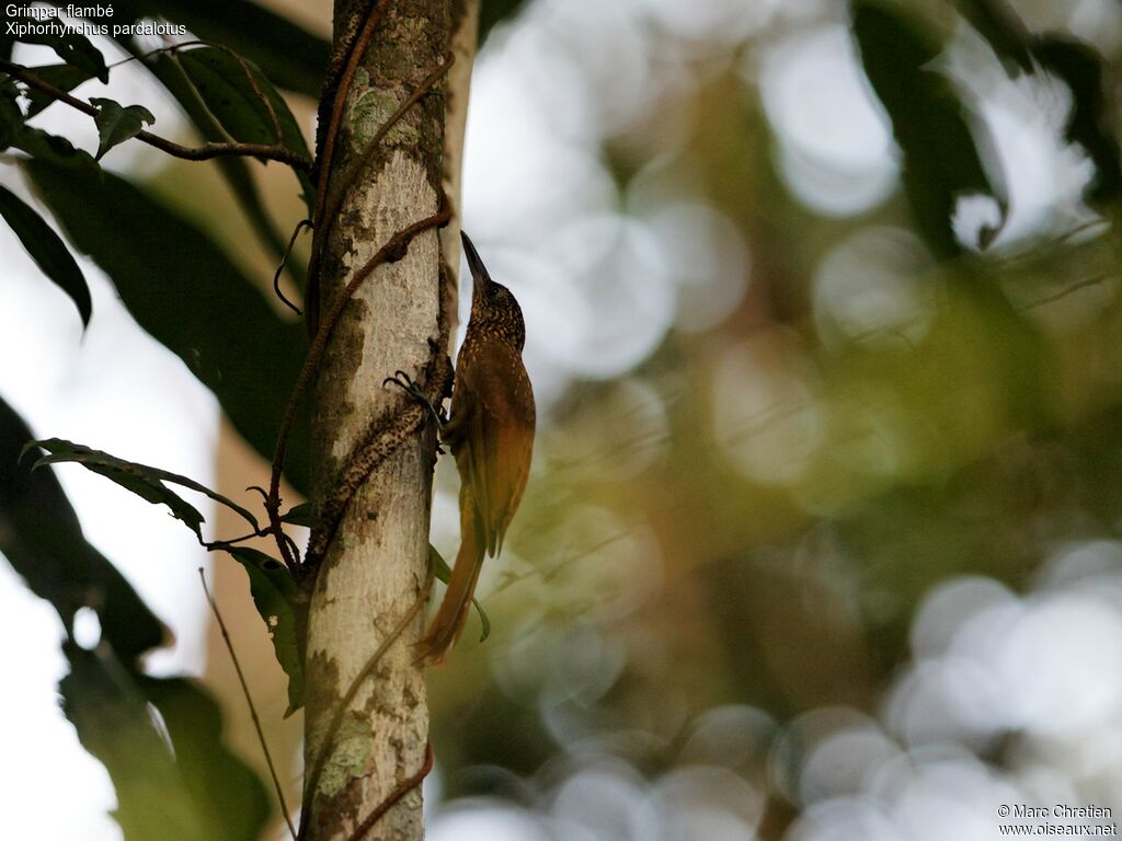 Chestnut-rumped Woodcreeperadult