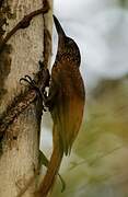 Chestnut-rumped Woodcreeper