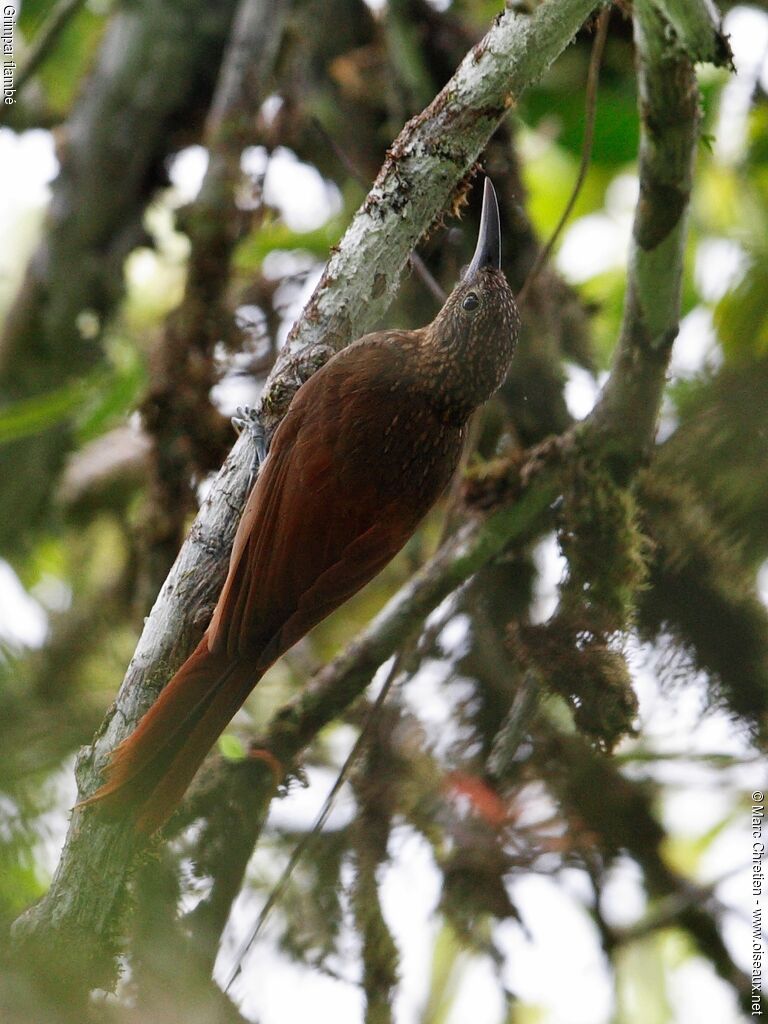 Chestnut-rumped Woodcreeperadult