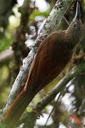 Chestnut-rumped Woodcreeper