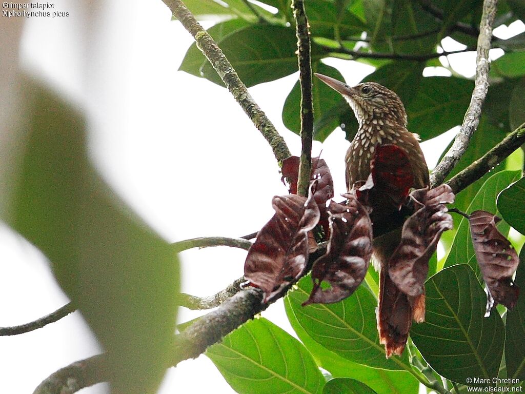 Straight-billed Woodcreeper