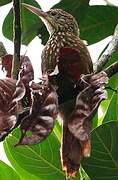 Straight-billed Woodcreeper