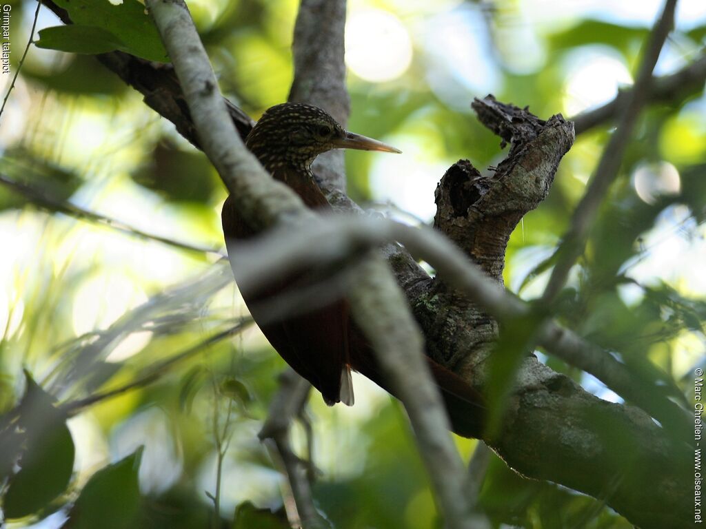 Straight-billed Woodcreeperadult