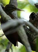 Straight-billed Woodcreeper