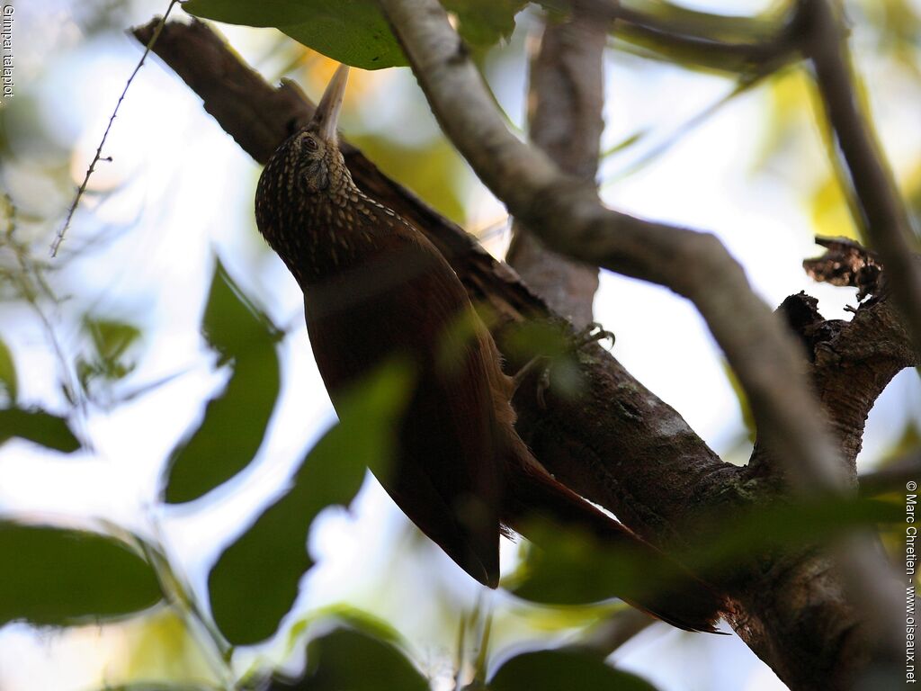 Straight-billed Woodcreeperadult