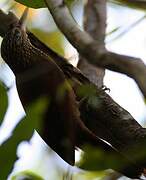 Straight-billed Woodcreeper