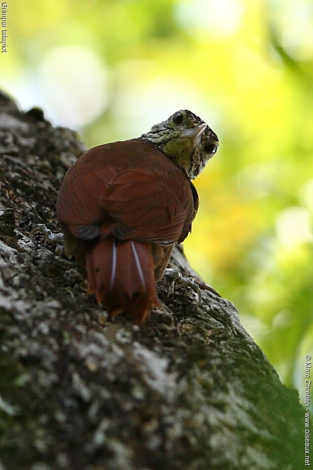 Straight-billed Woodcreeper