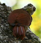 Straight-billed Woodcreeper