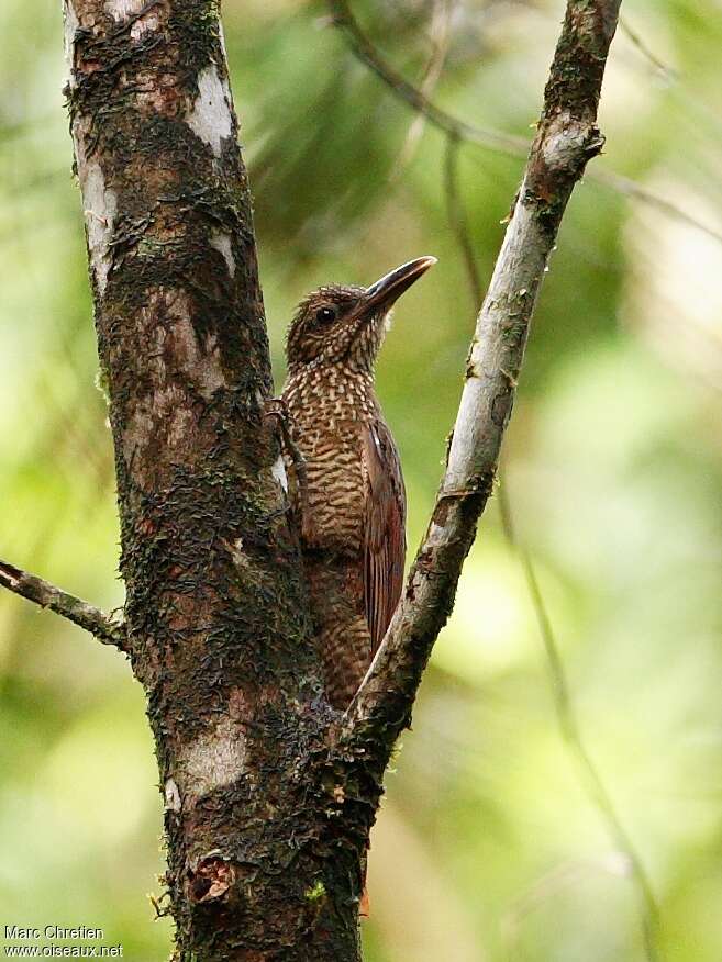 Black-banded Woodcreeperadult, close-up portrait, pigmentation, Behaviour