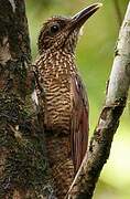 Black-banded Woodcreeper