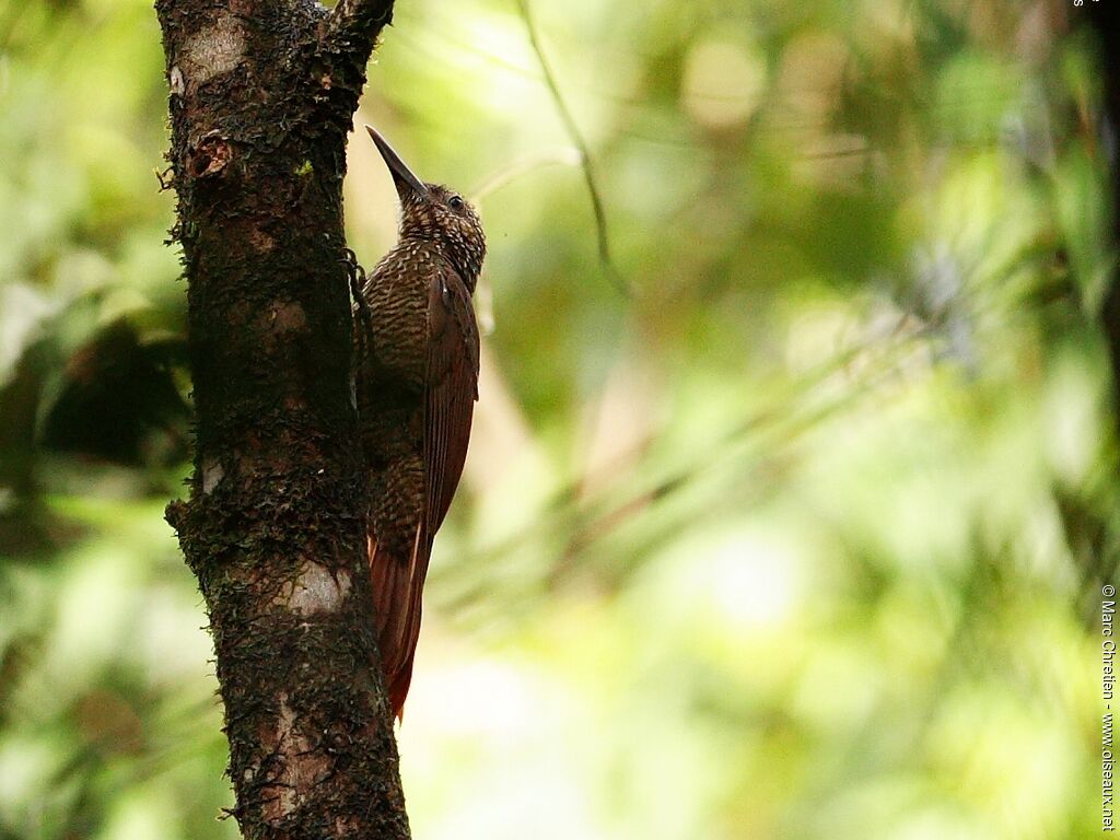 Black-banded Woodcreeper