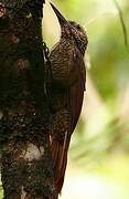 Black-banded Woodcreeper