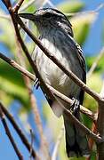 Large-billed Antwren