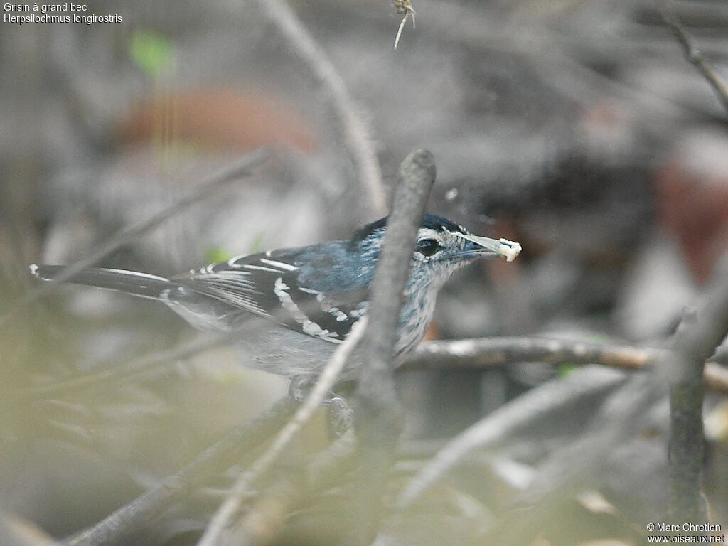 Large-billed Antwren