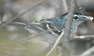 Large-billed Antwren