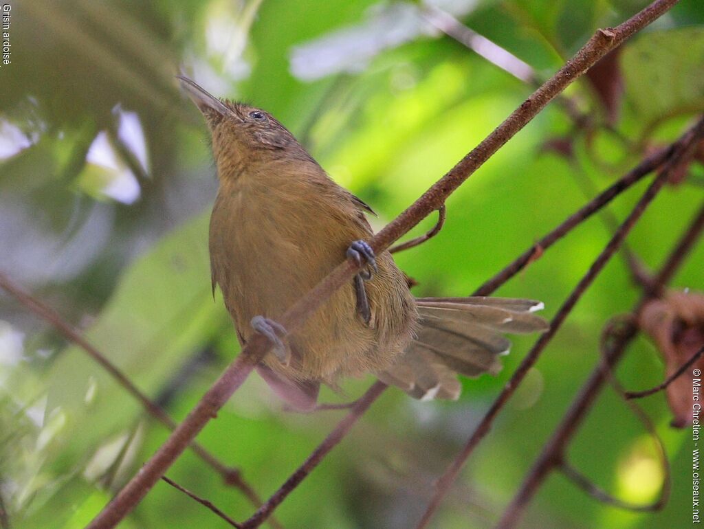 Grey Antbird female